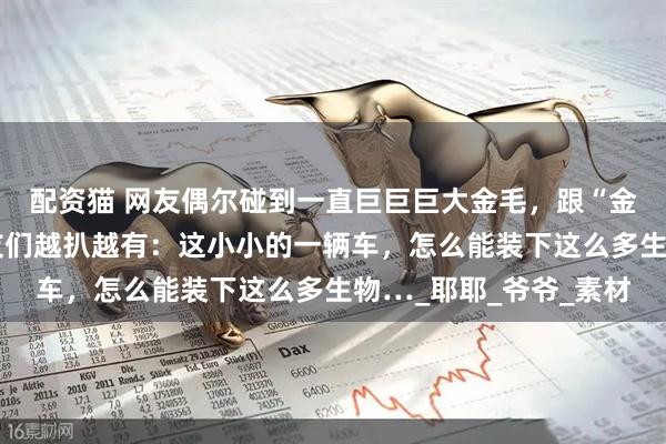 配资猫 网友偶尔碰到一直巨巨巨大金毛,跟“金猪”有的一拼了,网友们越扒越有:这小小的一辆车,怎么能装下这么多生物…_耶耶_爷爷_素材